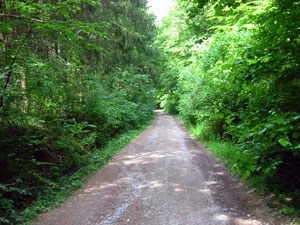 Waldweg bei Ipsheim